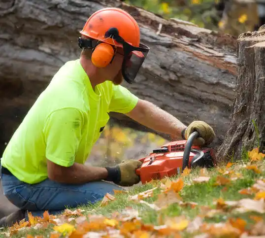 tree services Swansboro